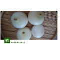 Wholesale Price Fresh Red Yellow White Onion